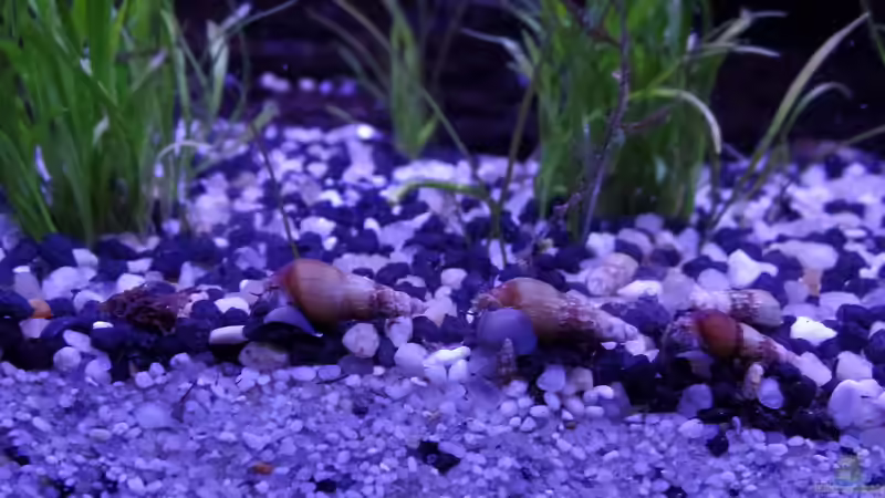 Turmdeckelschnecken von raubsau (63)