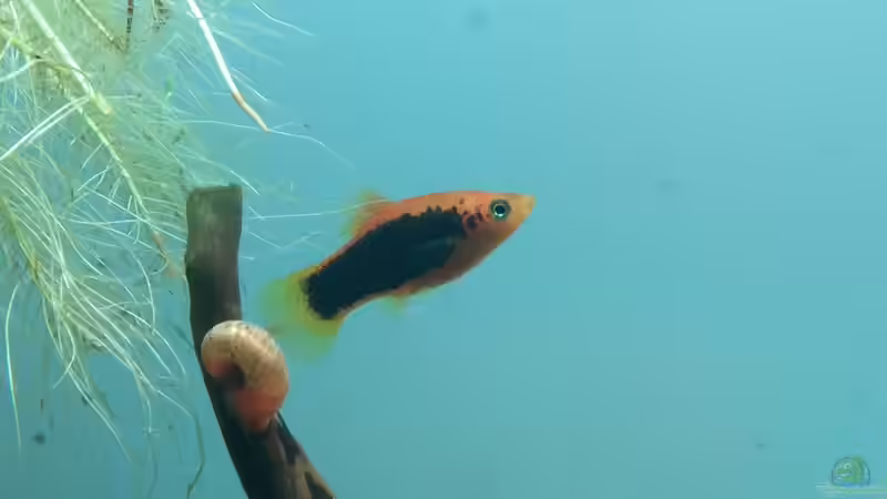 Tuxedo-Platy (verstorben) von KleinerPlaty (26)