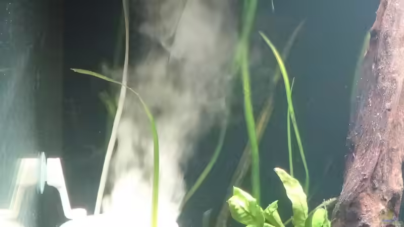 Twinstar in Aktion von coachdriver_uwe (64)