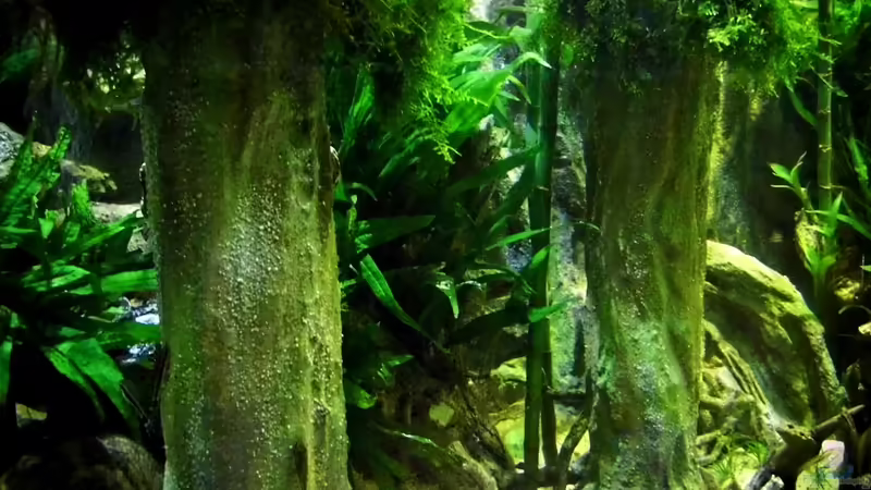 Two Trees von snooze (17)