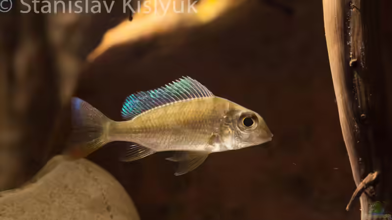 Tylochromis cf. lateralis ´Kinsuka´ - Erwachsenenfärbung? von Stanislav Kislyuk (20)