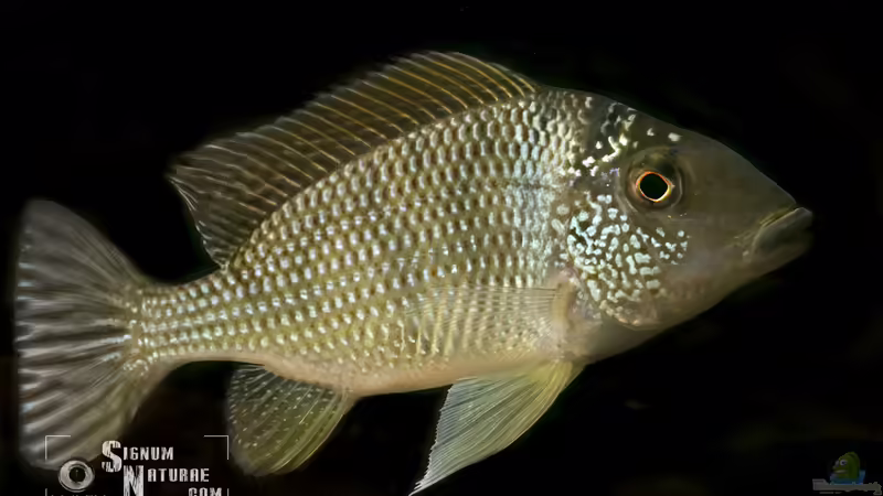Tylochromis im Aquarium (Einrichtungsbeispiele für Tylochromis-Arten)