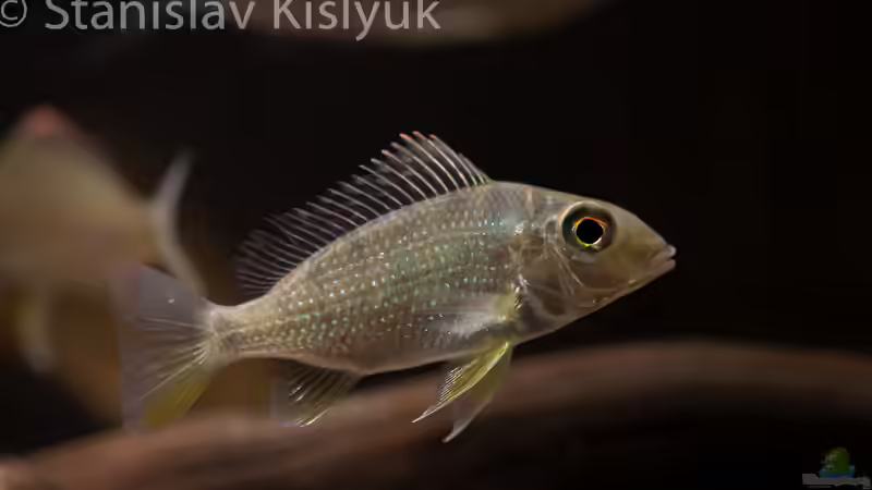 Tylochromis cf. lateralis ´Kinsuka´ von Stanislav Kislyuk (10)