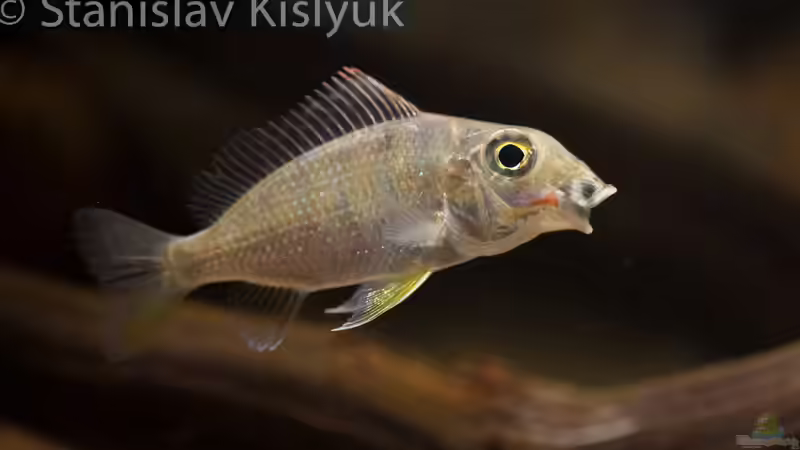 Tylochromis im Aquarium (Einrichtungsbeispiele für Tylochromis-Arten)
