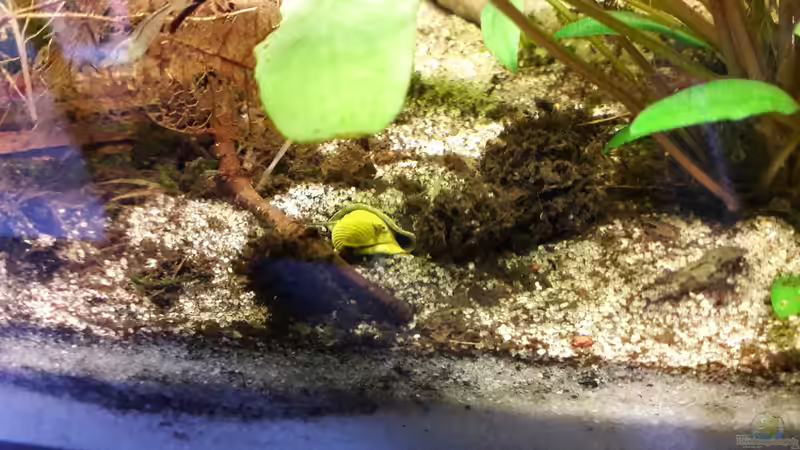 Tylomelania gut versteckt von Michael Dreher (10)