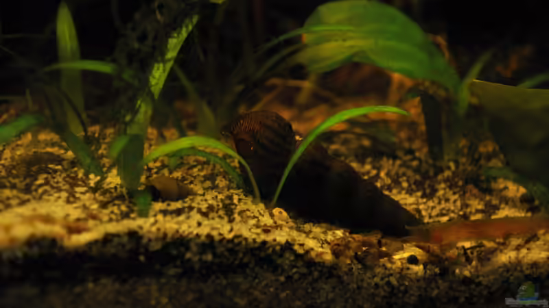Tylomelania sp. Orange im Aquarium (Einrichtungsbeispiele für Orangene Felsenschnecke)