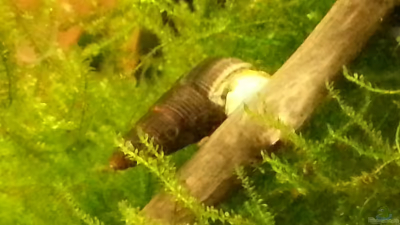 Tylomelania sp. Gelb von Zomic (32)