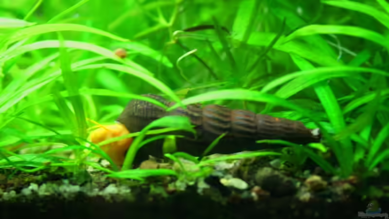 Tylomelania sp. gold von @mazonas (68)