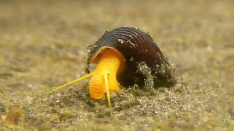 Tylomelania sp. orange - Jungtier von Desperattzo (2)