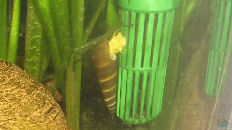 Tylomelania sp.-Rocksnail yellow (braun) von Momo-kocht (10)