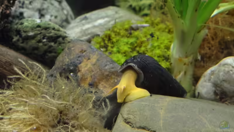 Tylomelania von paris (14)