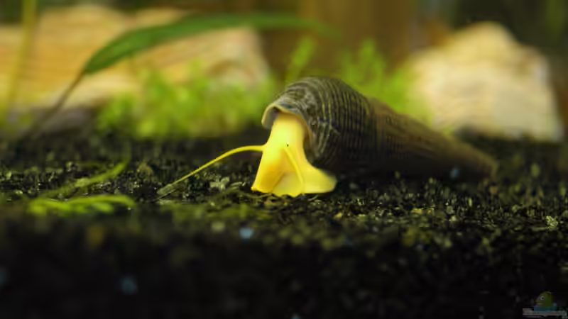 Tylomelania von Snubby (8)