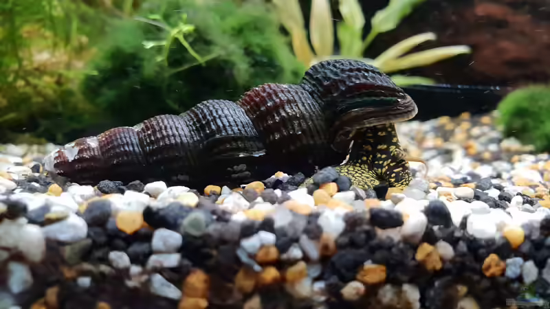 Tymolinais  von Manuela&Mike (21)