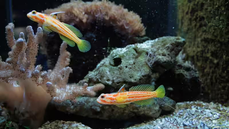 Typische Krankheiten im Meerwasseraquarium: Erkennen, Verstehen und Vorbeugen