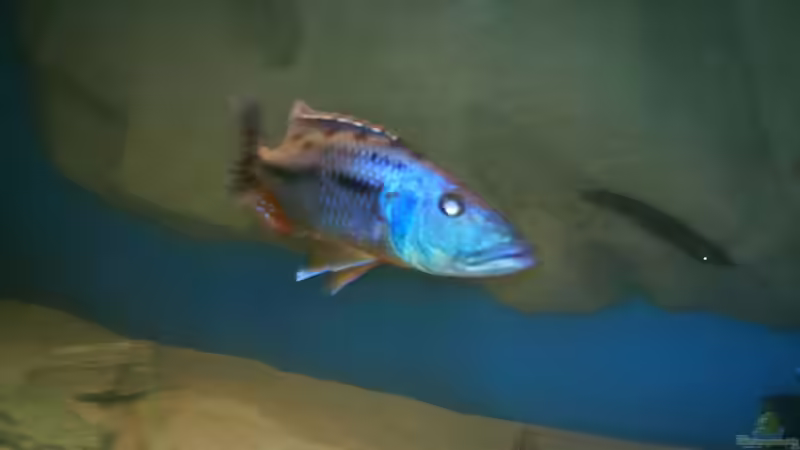 Tyrannochromis macrostoma (Bock ca26cm voll in farbe) von Ronny Laumer (24)