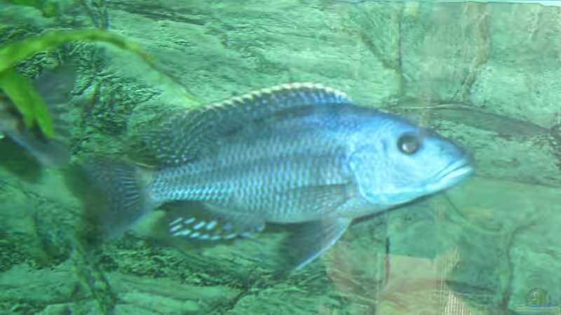 Einrichtungsbeispiele für die Haltung von Tyrannochromis macrostoma im Aquarium