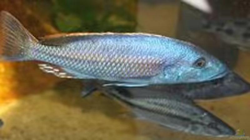 Tyrannochromis macrostoma Männchen von daniel5 (8)