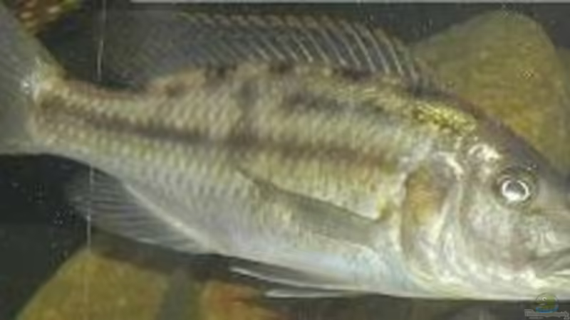 Tyrannochromis macrostoma Weibchen von daniel5 (9)