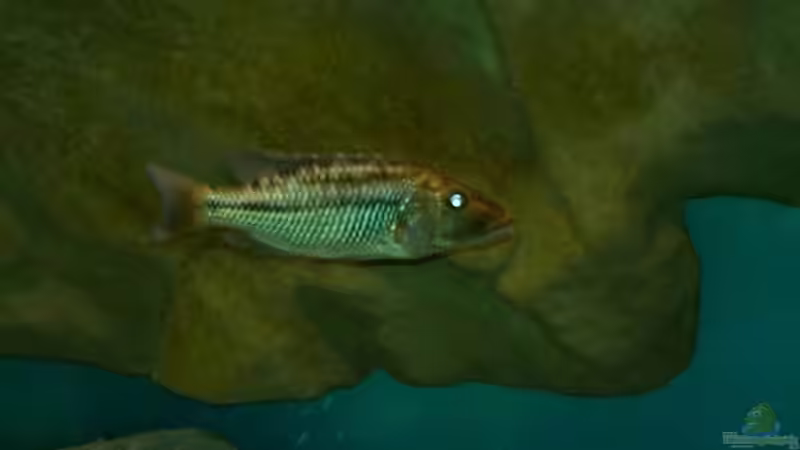 Tyrannochromis macrostoma (weibchen) von Ronny Laumer (20)