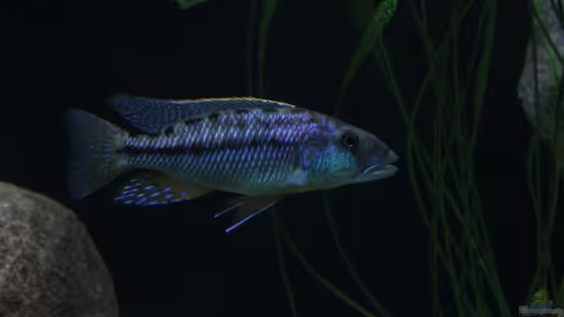 Tyrannochromis maculiceps  von Lukas Meierjohann (13)