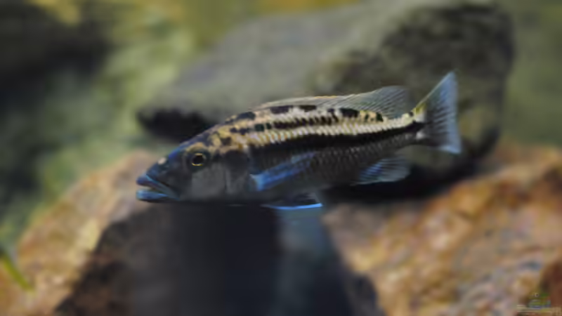 Tyrannochromis Maculiceps von Mbenji von Manni (34)