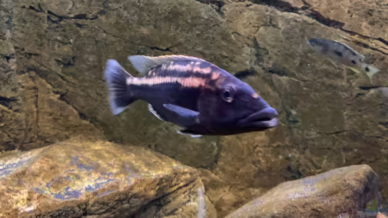 Einrichtungsbeispiele für die Haltung von Tyrannochromis maculiceps im Aquarium
