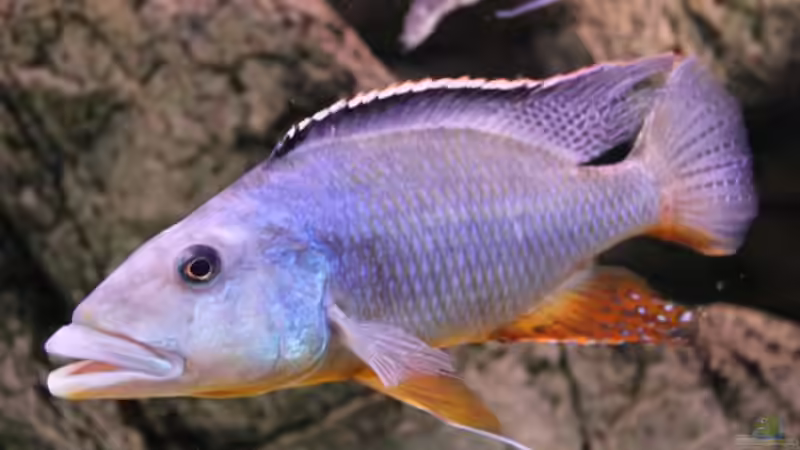 Tyrannochromis Maculiceps von Wietze Bron (63)