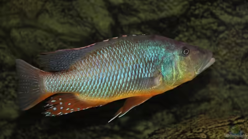 Einrichtungsbeispiele für die Haltung von Tyrannochromis maculiceps im Aquarium