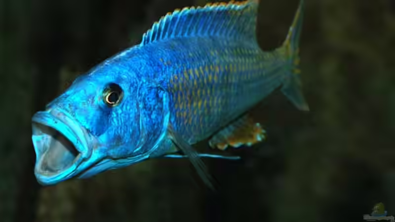 Tyrannochromis nigriventer, WF, gähnend von Heiko Gröschel (10)