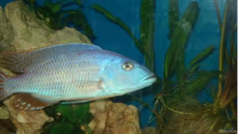 Tyrannochromis Nigriventer F1 von Dennis Kaiser (29)