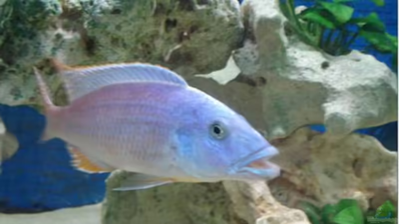 Tyrannochromis Nigriventer F1 von Dennis Kaiser (31)