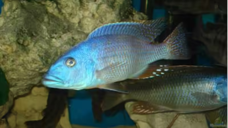 Einrichtungsbeispiele für Tyrannochromis-Arten