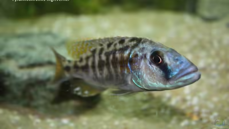 Tyrannochromis nigriventer (m) von Michael Brunner (7)