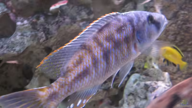 Tyrannochromis nigriventer Nord Aug.2014 von Manfred Meyer (24)