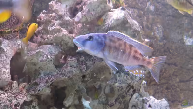 Einrichtungsbeispiele für die Haltung von Tyrannochromis nigriventer im Aquarium