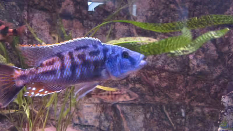 Tyrannochromis nigriventer Nord Dec.2014 von Manfred Meyer (22)