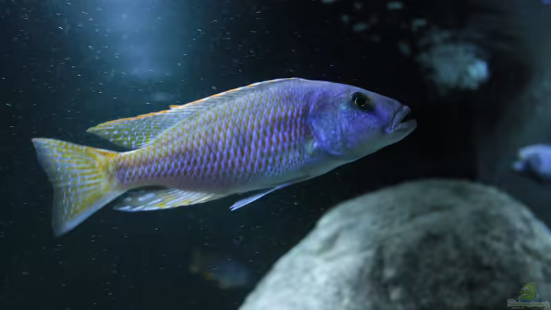 Tyrannochromis nigriventer north  von Lukas Meierjohann (14)