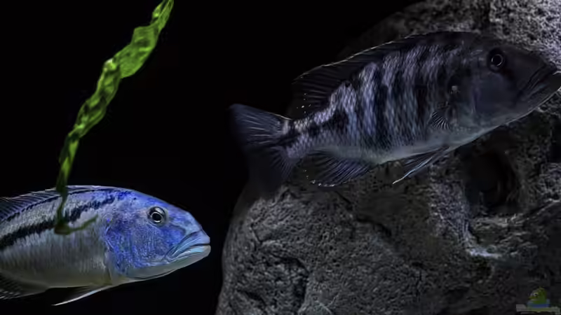 Tyrannochromis nigriventer tiger chilumba - Nimbochromis livingstonii  von malawidortmund (20)