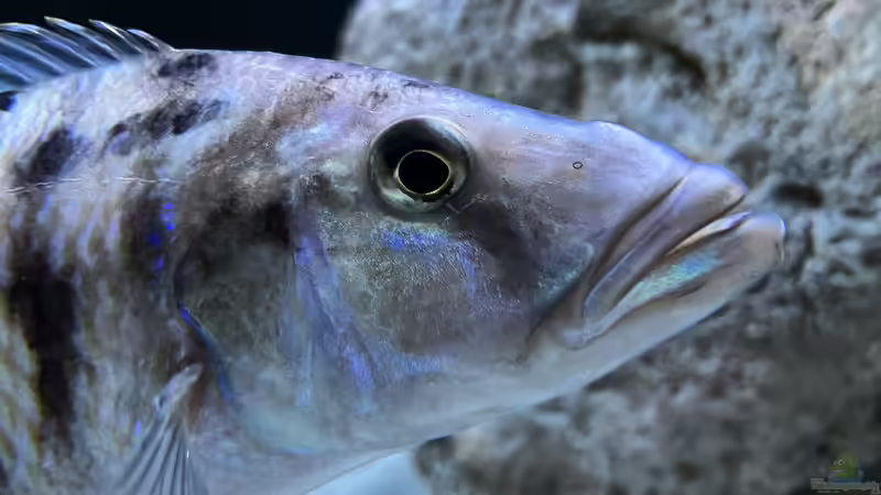 Einrichtungsbeispiele für die Haltung von Tyrannochromis nigriventer im Aquarium