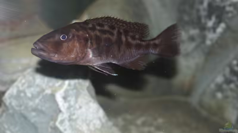 Tyrannochromis Nigriventer von Swenni (40)