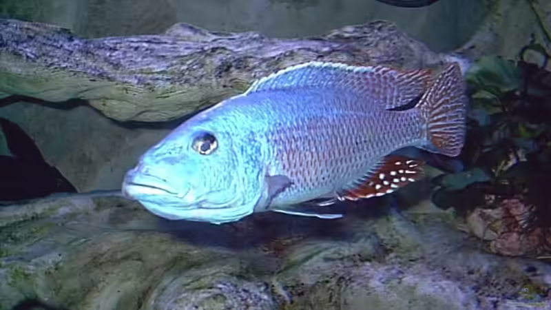 Einrichtungsbeispiele für die Haltung von Tyrannochromis nigriventer im Aquarium