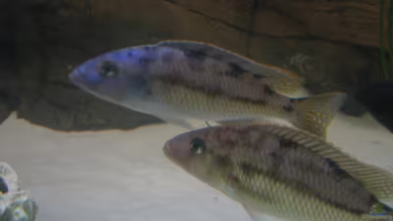 Tyrannochromis nigriventer WFN von Nenad Cirkovic (13)