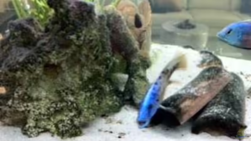 Einrichtungsbeispiele für Tyrannochromis-Arten