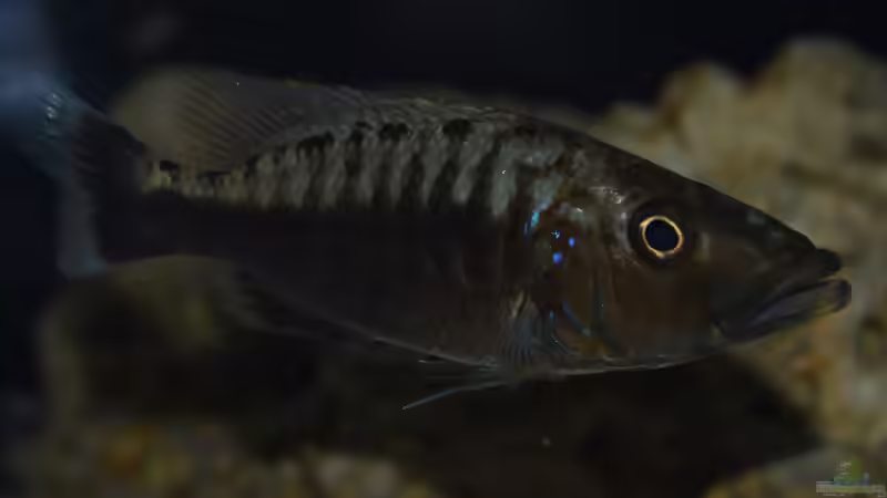 Tyrannochromis polyodon  von Matze0815 (29)