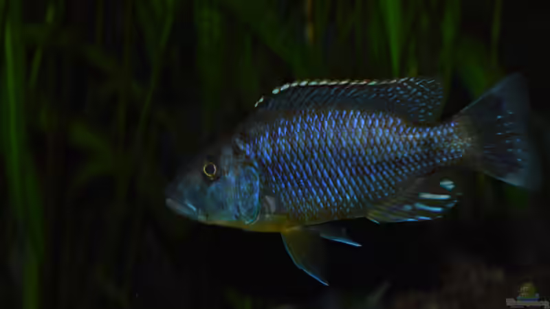 Tyrannochromis polyodon tanzania  von Matze0815 (18)