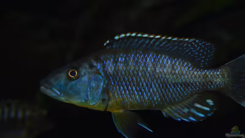 Tyrannochromis polyodon tanzania  von Matze0815 (26)