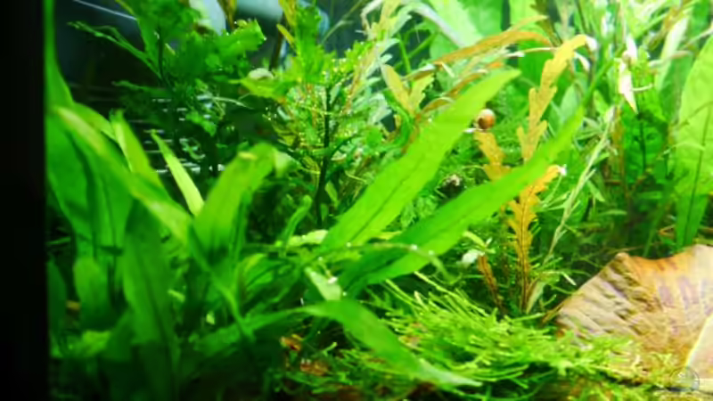 Bolbitis heudelotii im Aquarium pflanzen (Einrichtungsbeispiele mit Kongo-Wasserfarn)