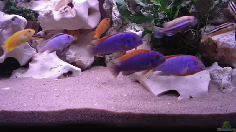 u.a. links blaues Saulosi Männchen von Carsten Ries (17)