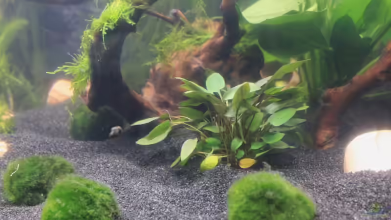 Walkers Wasserkelch im Aquarium pflegen (Einrichtungsbeispiele für Cryptocoryne walkeri)