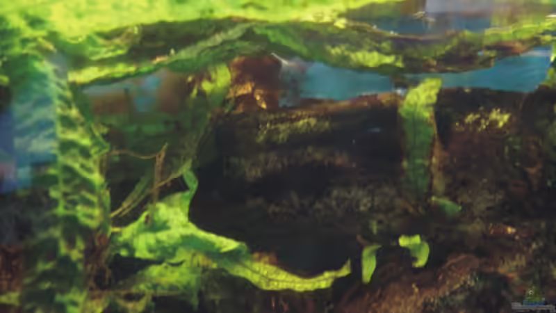 U-boot von Timo Köhler (7)